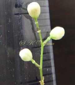  Inflorescence (Raceme)